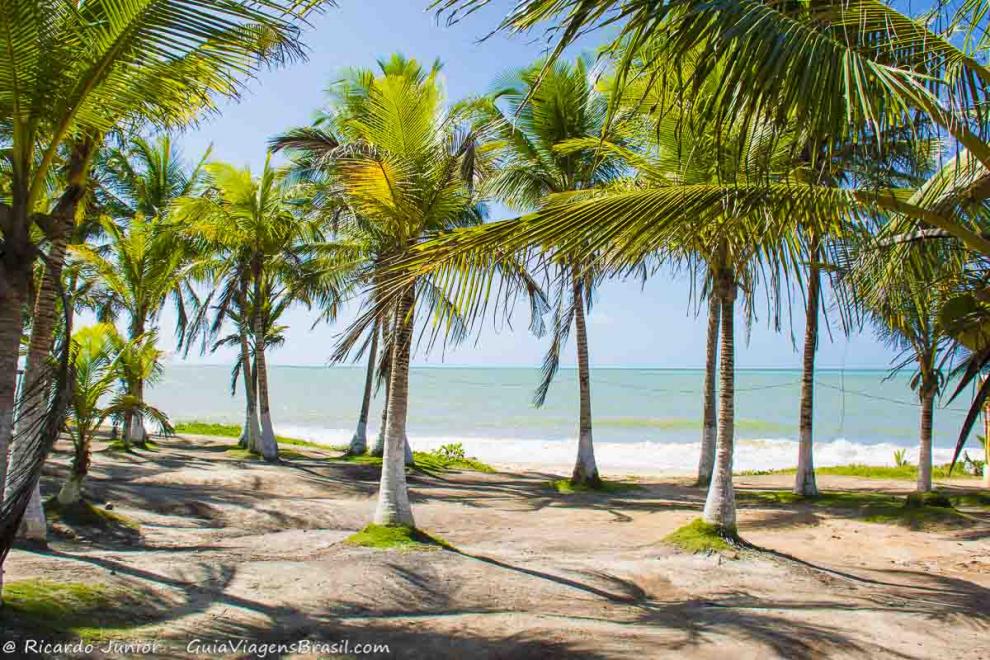 Imagem de lindos coqueiros na Praia do Farol.